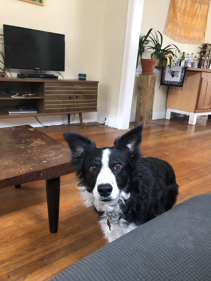 Люди вынуждены работать дома из-за карантина и вот как питомцы им помогают 