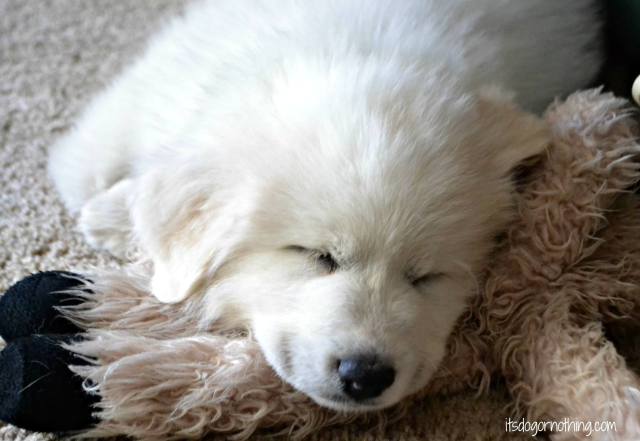 Great Pyrenees | It's Dog or Nothing