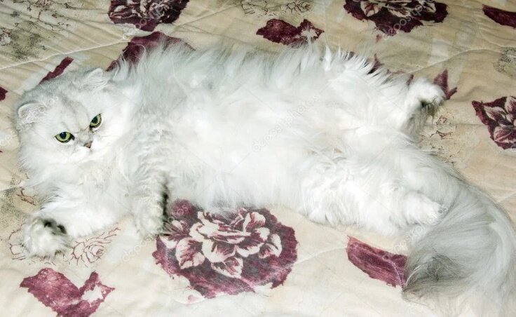 Когда кот гулял по карнизу, его сдуло сильным порывом ветра