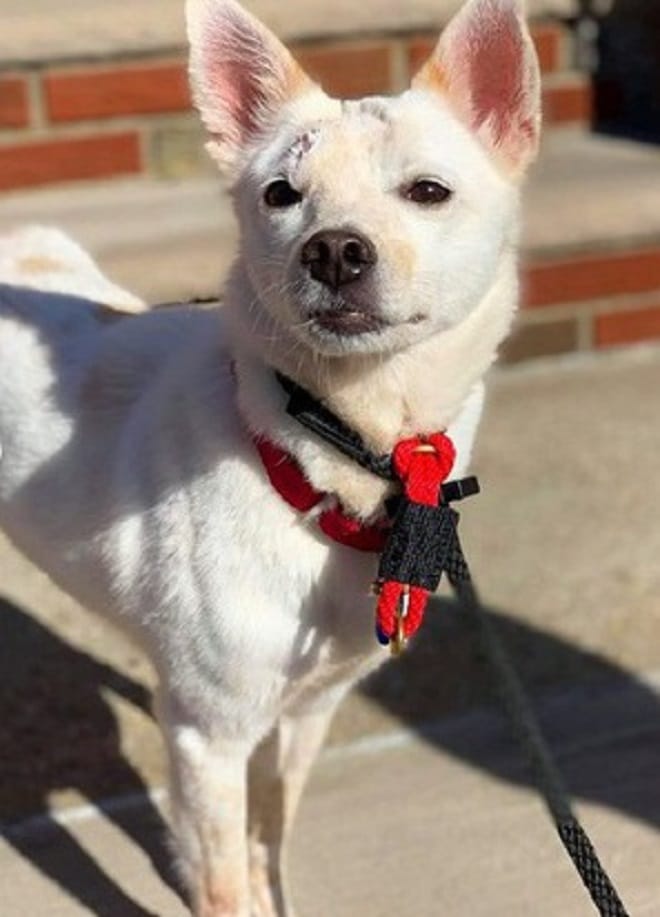 Собака на поводке