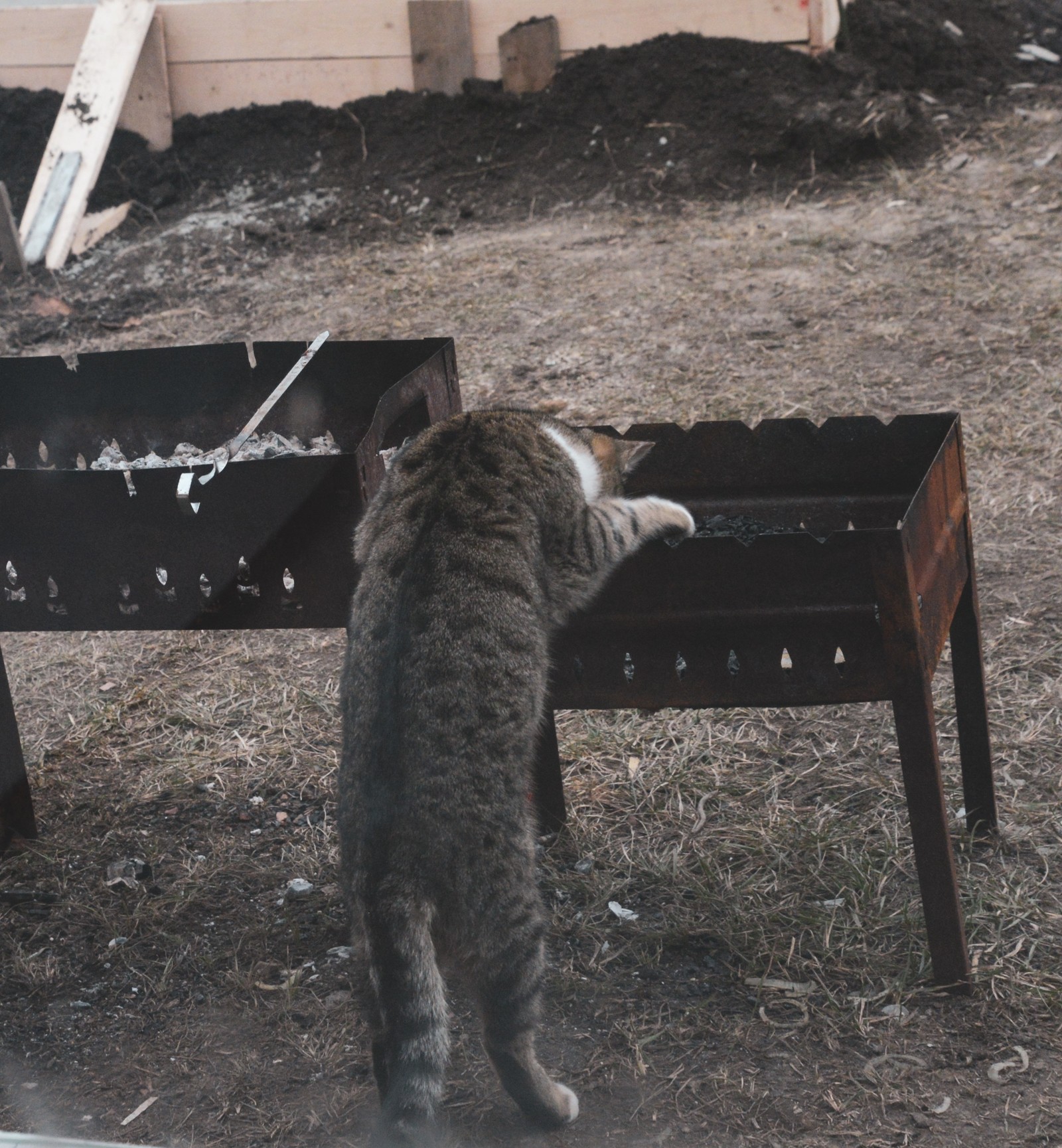 Кот в угле. Кот шашлык. Коты на шашлыках. Мангал кот. Коты жарят шашлык.