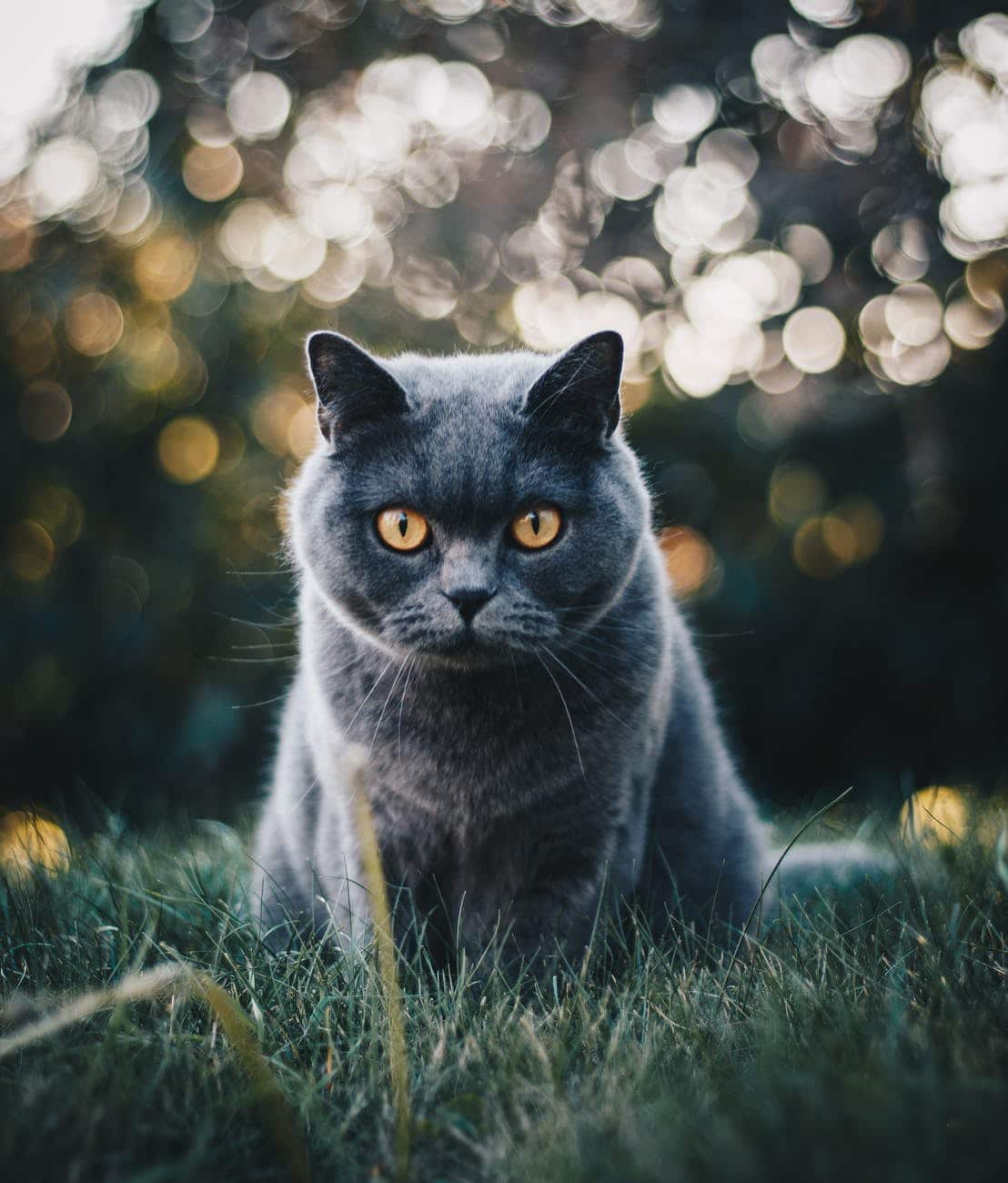 кошка