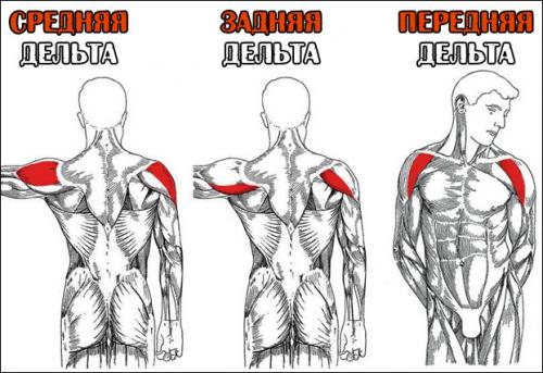 Как накачать плечи в домашних условиях. Как правильно организовать тренировки с учётом анатомических особенностей плеча?