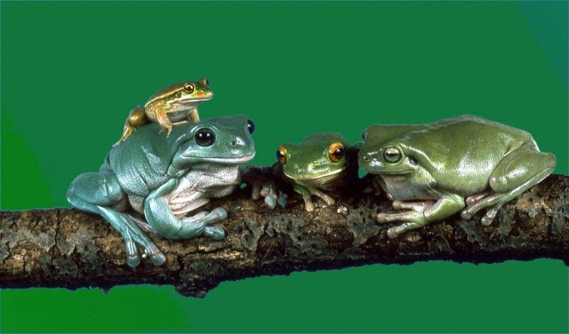 семья жаб. фигуры из полистоуна. лягушка черепаха. семейство лягушачьи. сумчатая квакша.