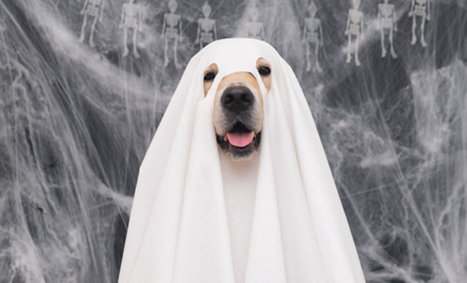 Могут ли собаки видеть призраков. Новое исследование ученых