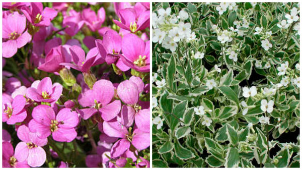 Резуха кавказская сорт Rosabella, фото с сайта About-garden.com; сорт Variegata, фото с сайта greenspravka.ru
