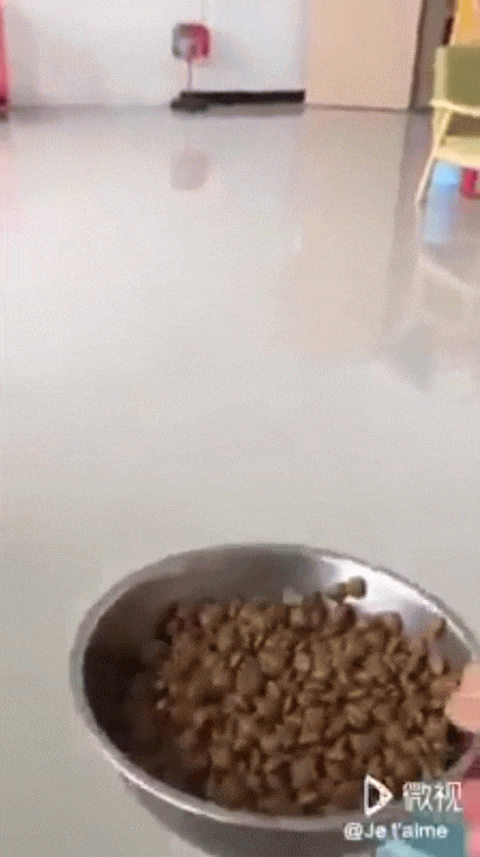 Милые и бессовестные... Милые и бессовестные... животные