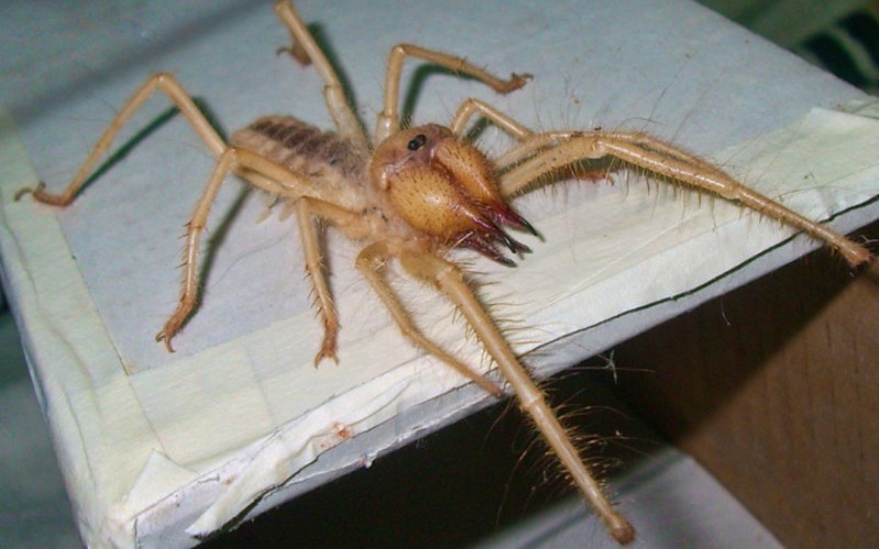 10 пауков, которых действительно стоит опасаться опасность,пауки,паукообразные,Пространство,яд