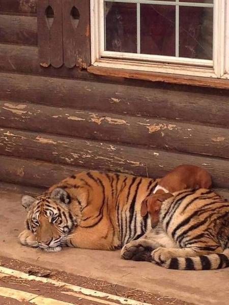Позитивные и веселые картинки из жизни для настроения (11 фото)
