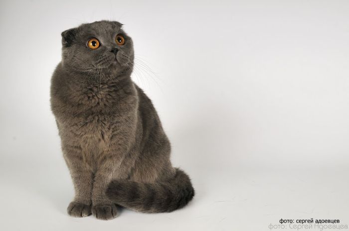 Кошачья фотосессия