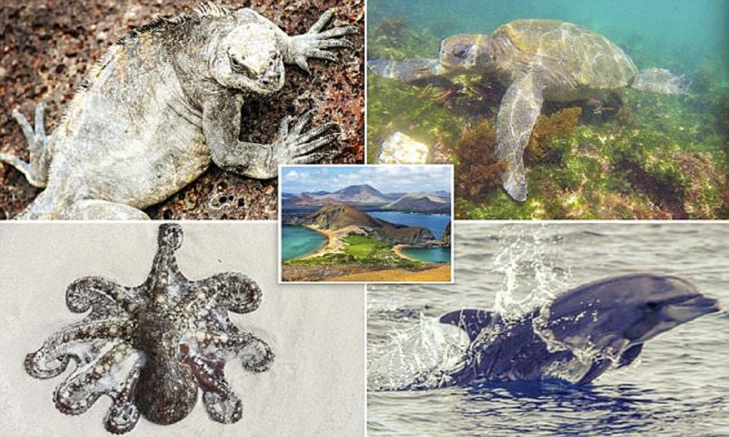 Галапагосские острова - настоящий рай на Земле Галапагосы, Поездки, галапагосские острова, животные, красота, природа, растения, туризм