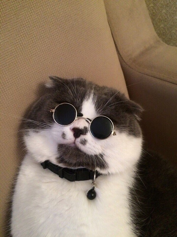 Картинка мемный кот