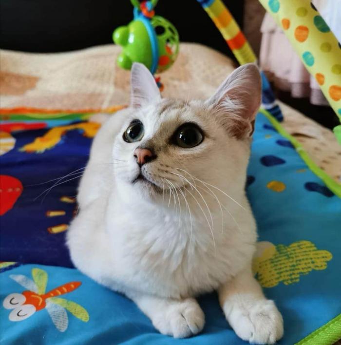 Породы домашних кошек, о которых знают не все Породы домашних кошек, о которых знают не все прикольные картинки,фото приколы,шикарные фотографии