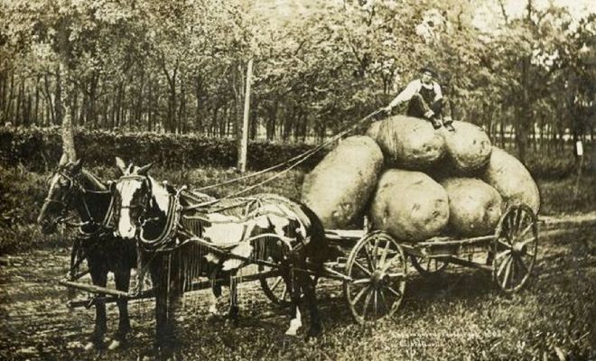 Более 100 лет назад люди делали фото с зайцами больше человека и гигантскими овощами. Смотрим фотошоп из 19 века