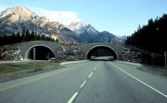 Animal Passing In Alberta, Canada