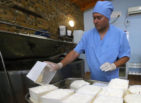 Спасибо санкциям: российские сыровары открывают новые производства и увеличивают выручку