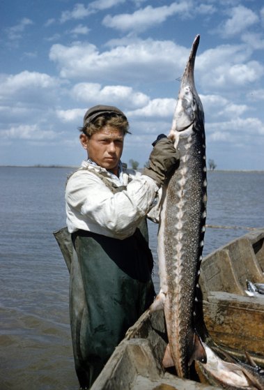 Добыча чёрной икры в Астрахани в 1960-х годах