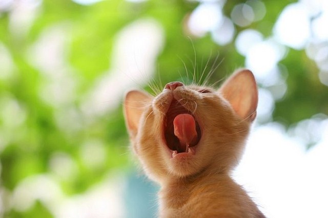 Прикольный позитив в фотографиях (110 фото)