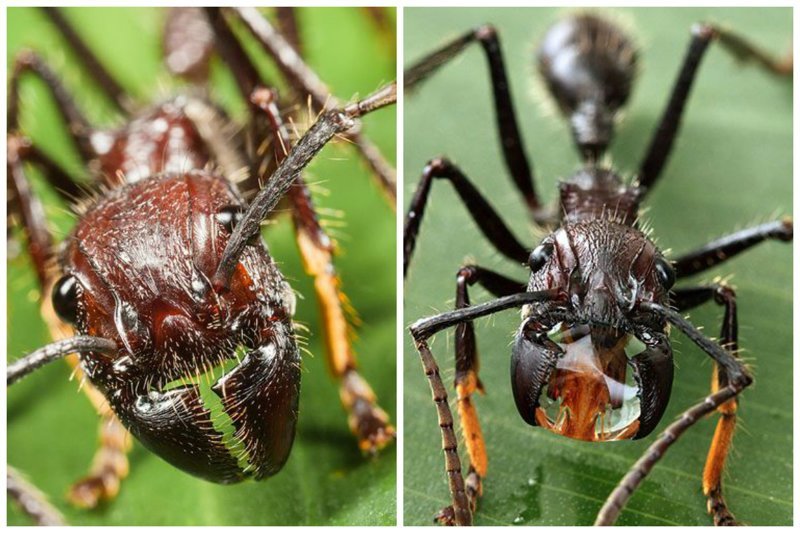 В «Реестре болевых ощущений от укусов насекомых», составленном в 1990 году неким Джастином Шмидтом, укус этого муравья занимает почетное первое место муравьи, насекомые, опасные, страшные, фауна