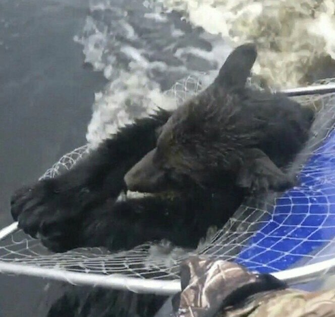 Когда медвежата выбились из сил на середине озера, медведица растерялась и поплыла к берегу. Зато не растерялись местные рыбаки