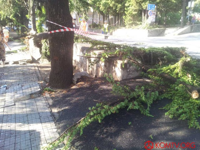 В Алуште непогода повалила многолетние деревья 4