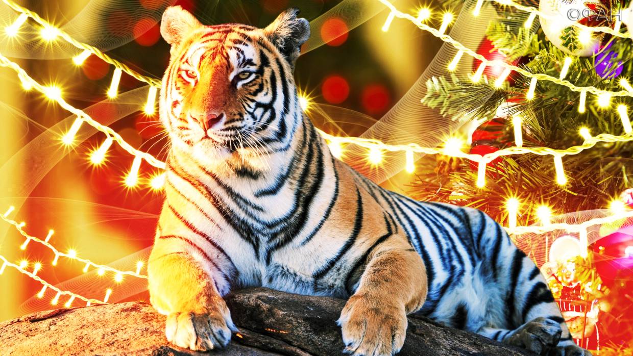 Почему так важно правильно встретить китайский Новый год Тигра, который наступит 1 февраля 2022-го Общество