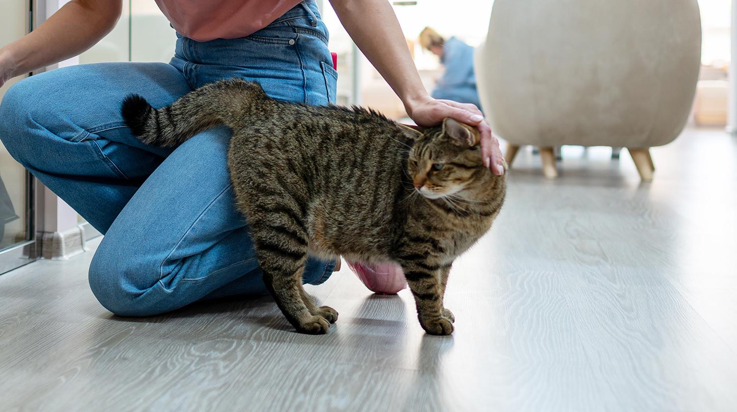 Кошка с поднятым хвостом