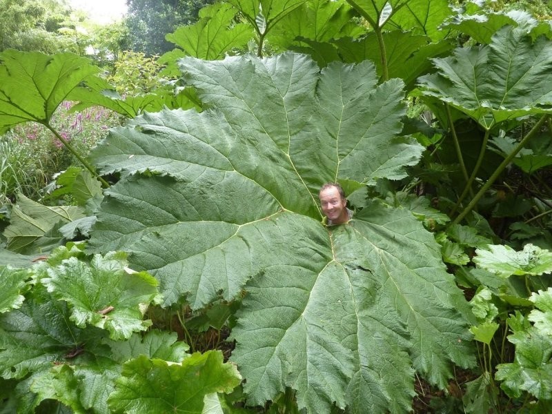 Гуннера -гигантский бразильский ревень (Gunnera Manicata)