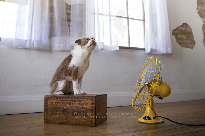 Fiona, A Rescued Boston Terrier Cross