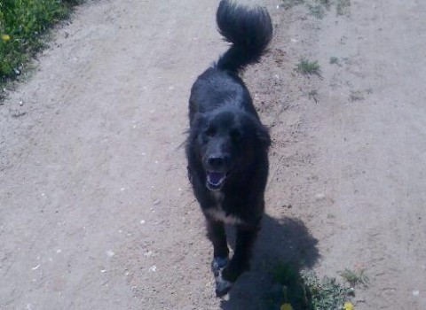 Бобик - кормилец