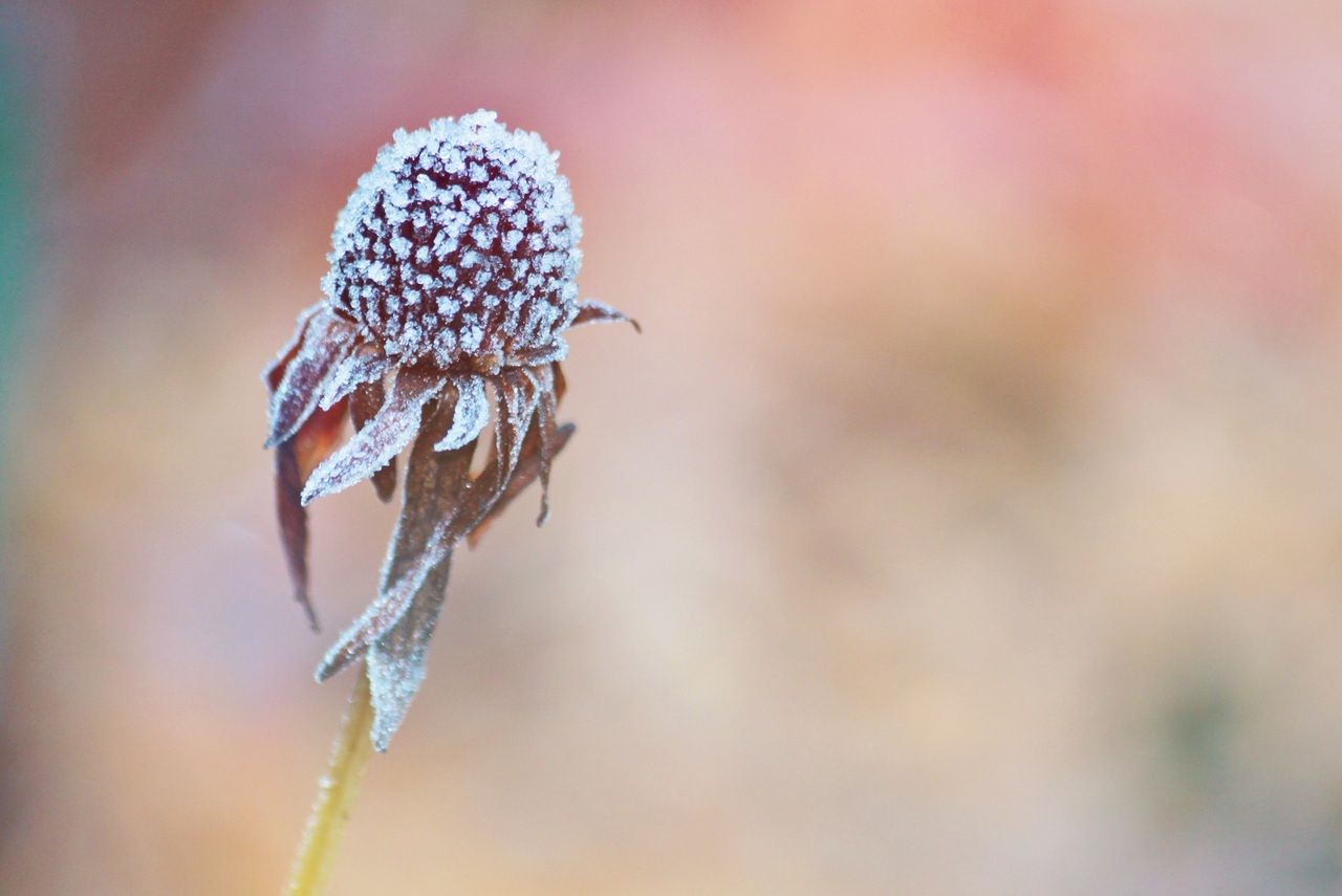 Вильфанд предупредил о заморозках до минус трех градусов в азиатской части России