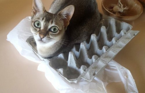 Кошки, которым удобно везде (37 фото)