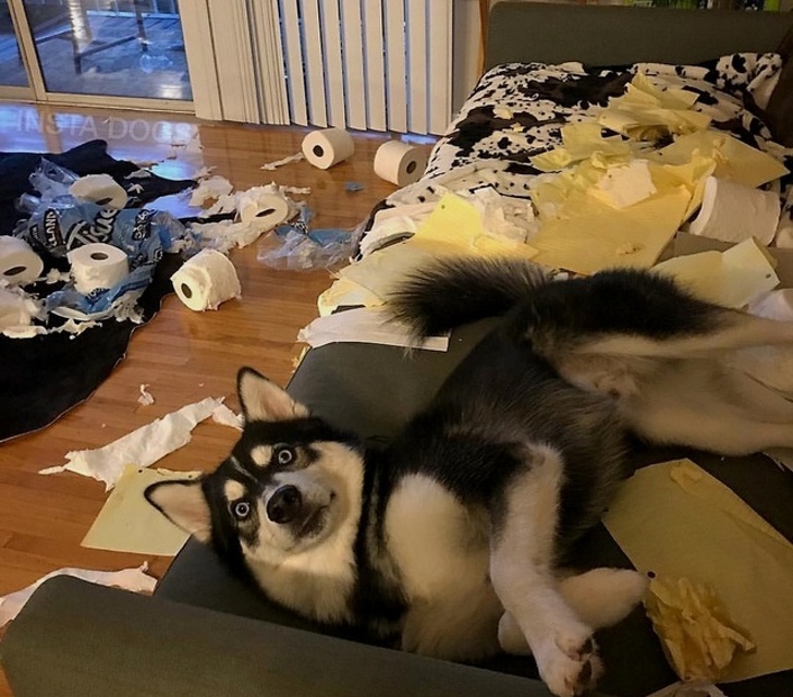 Милые и бессовестные... Милые и бессовестные... животные