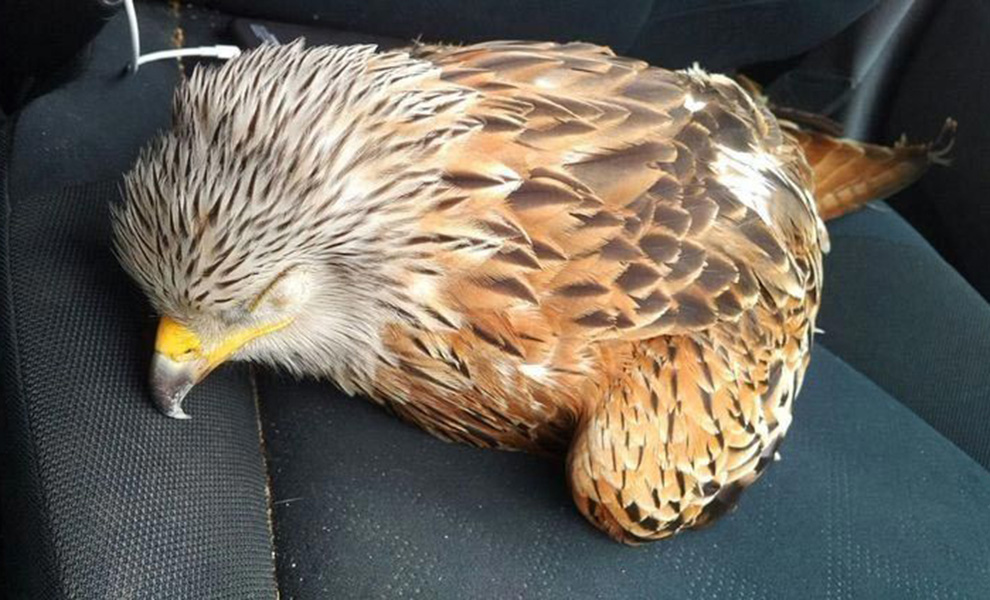 Парень спас упавшую птицу и положил ее на сиденье машины: в середине пути орел очнулся