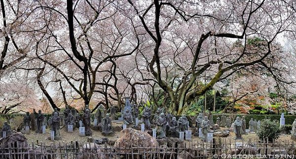 Цветение сакуры в Японии на фото момент, Сакура, чудесный, лепестков, нежных, распускающихся, Тысячи, стареет, никогда, великолепие, красота, каждый, цветет, чтобы, пропустить, тесно, сакура, распускается, данный, отслеживает