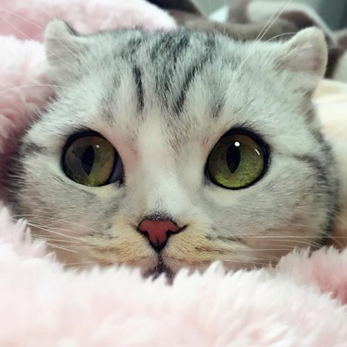 Кошка Хана с большими глазами, взявшая Instagram штурмом (24 фото) Кошка Хана с большими глазами, взявшая Instagram штурмом (24 фото)
