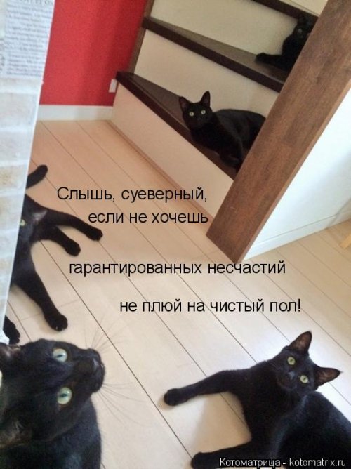 Свежая котоматрица для всех  смешные картинки