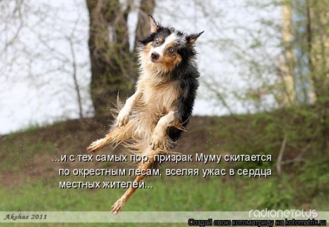 24 картинки развлекательного характера со зверьем 