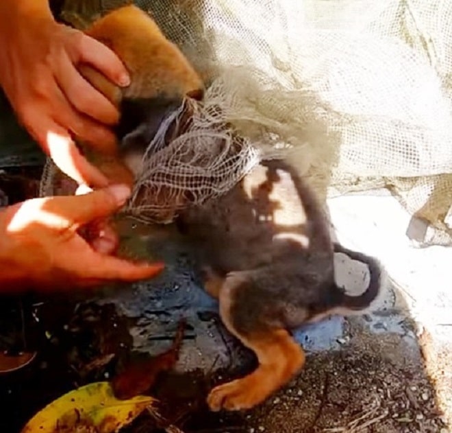 Щенка разматывают