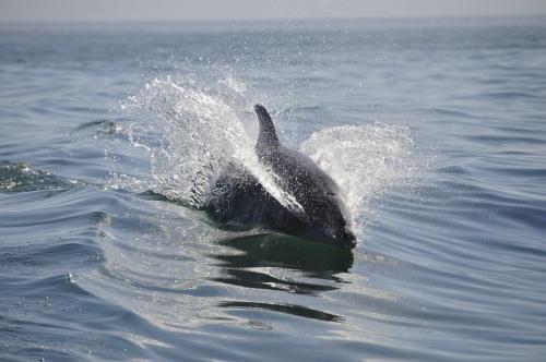 Страшные факты о дельфинах. Насколько опасен дельфин в открытом море: вся правда для туристов