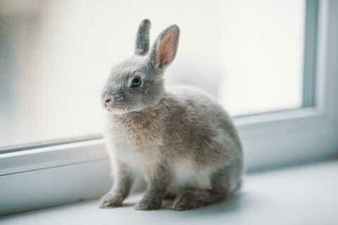 Выбираем декоративного кролика супер