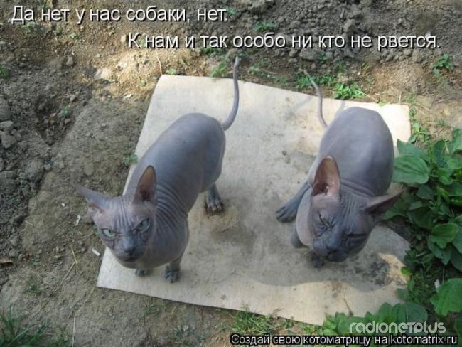 24 картинки развлекательного характера со зверьем 