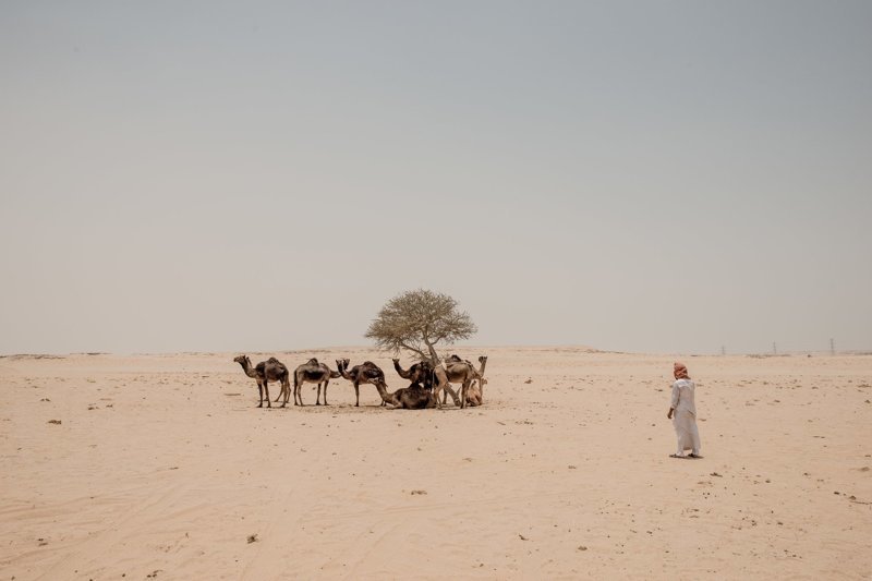 А как же верблюды? арабские страны, ближний восток, в мире, катар, кризис, политика, факты, фото