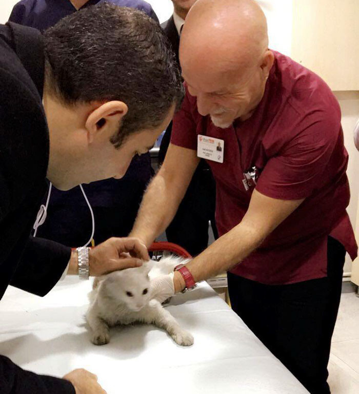Врач-реаниматолог спас  кошку, сделав ей массаж сердца видео, животные, кошка, медицина, спасение