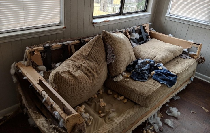 Милые и бессовестные... Милые и бессовестные... животные