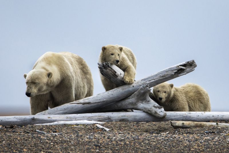 Белые медведи поселились неподалеку от людей из-за отсутствия еды