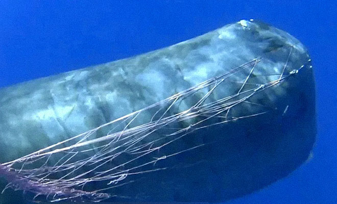 10-метровый кит запутался в сетях и приплыл к лодке дайверов, чтобы они помогли ее снять. Видео