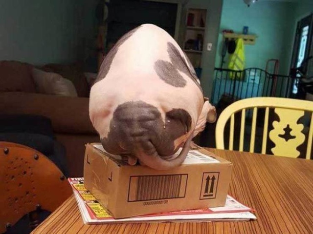 Показалось Показалось смешные картинки