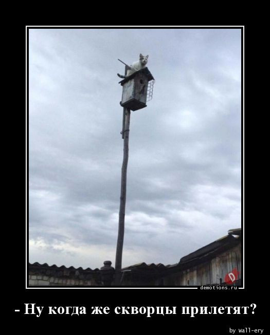 Демотиваторы для всех: «Слушай, дорогая…» 