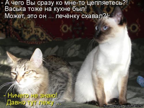 Свежая котоматрица  смешные картинки